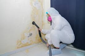 Best Black Mold Removal  in Ormond By The Sea, FL